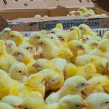 ELIBOY FORTUNE FARMS